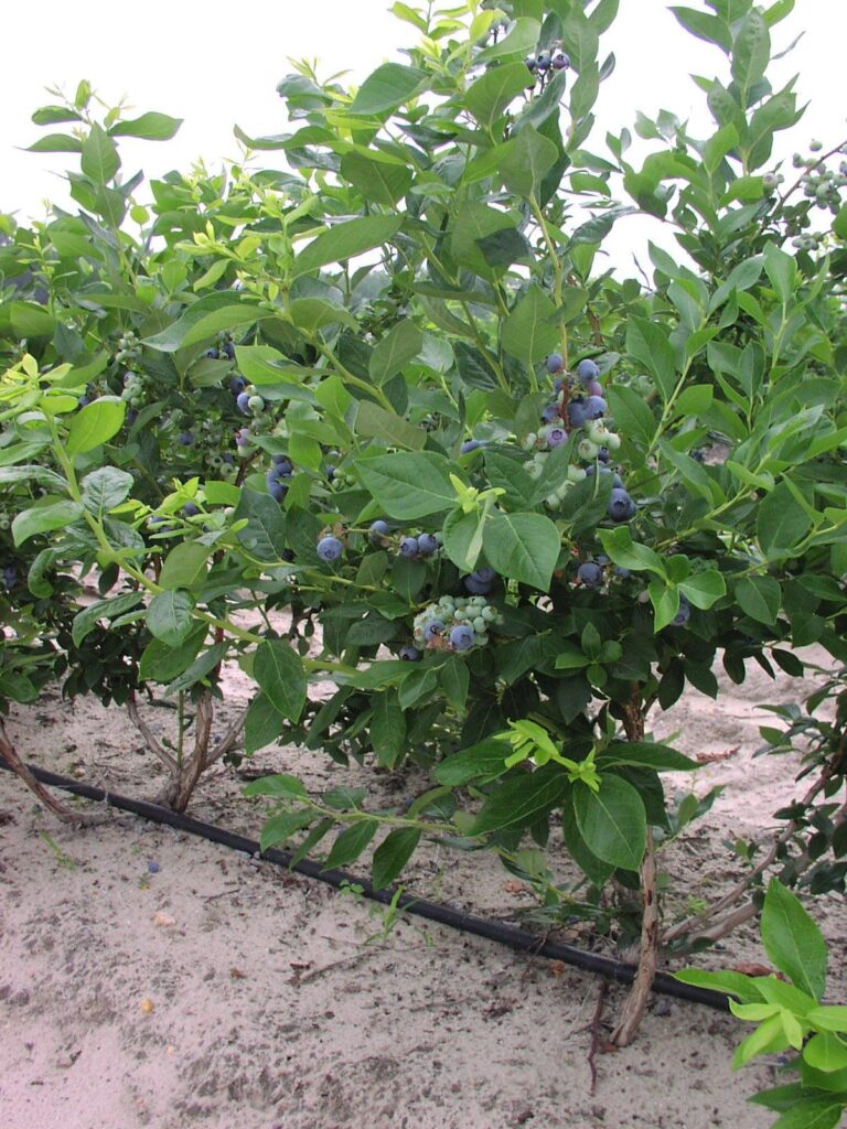 sell easements on farmland for agricultural use