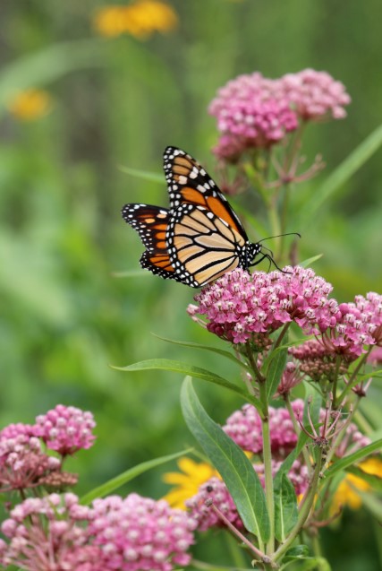 Backyard Conservation program new jersey homes and schools