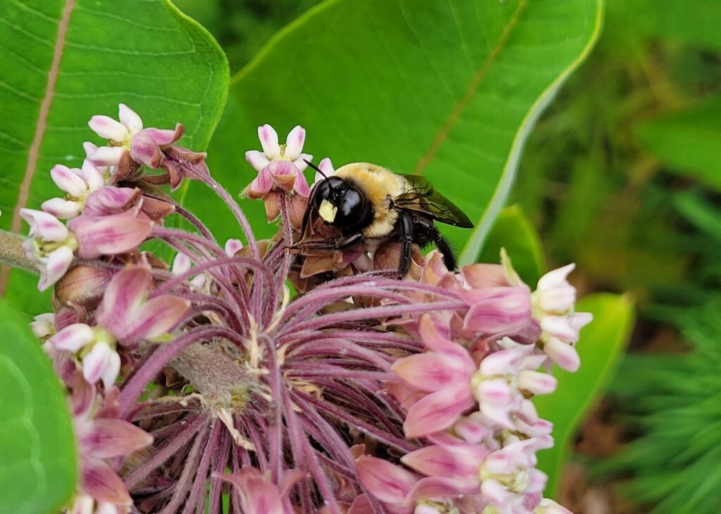 workshops focused on pollinator and wildlife habitat