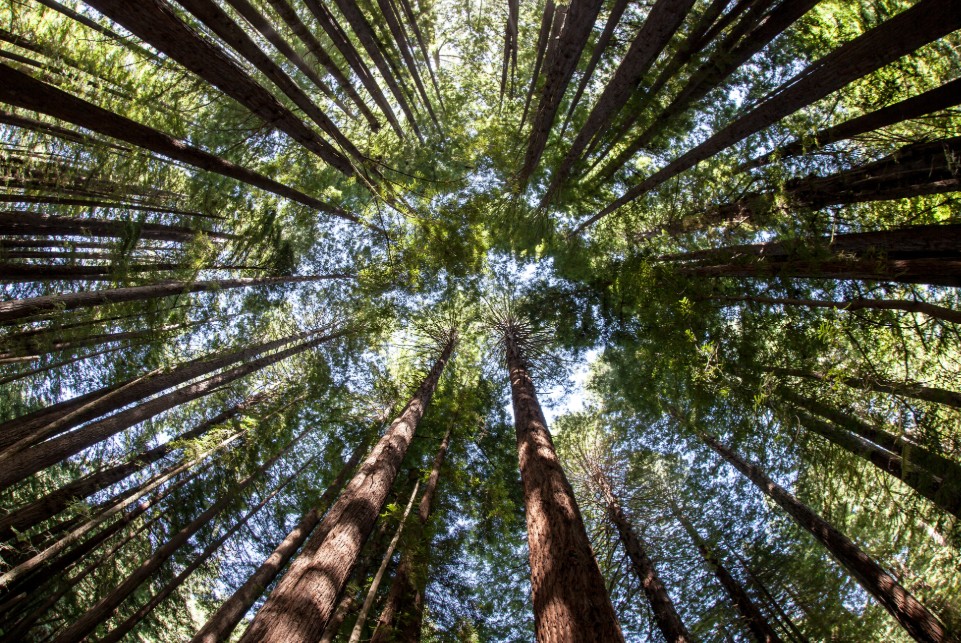 forestry management new jersey