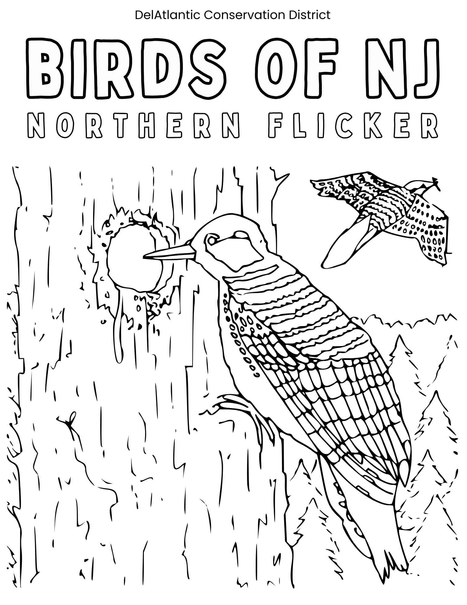 Norther Flicker coloring page