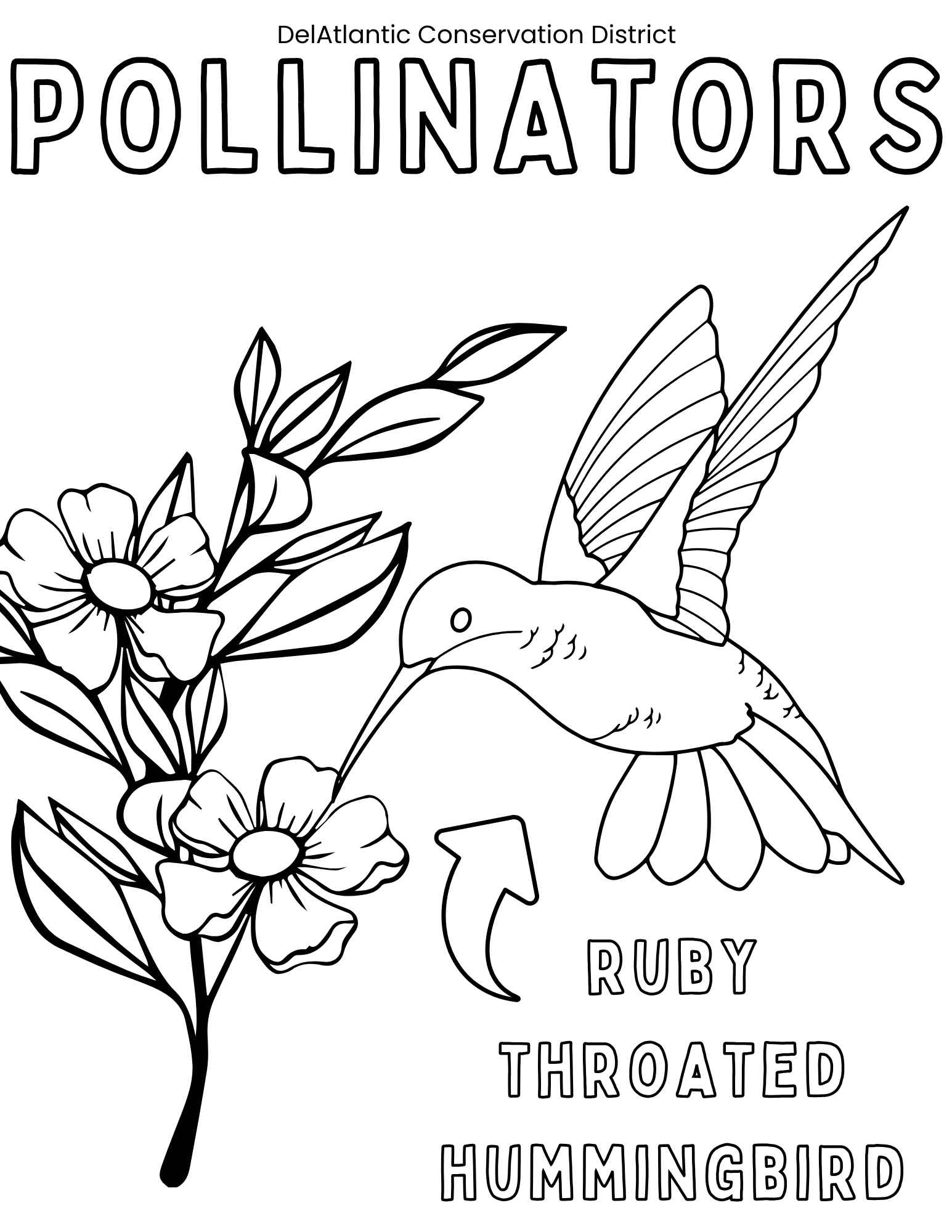 Hummingbird Coloring Page