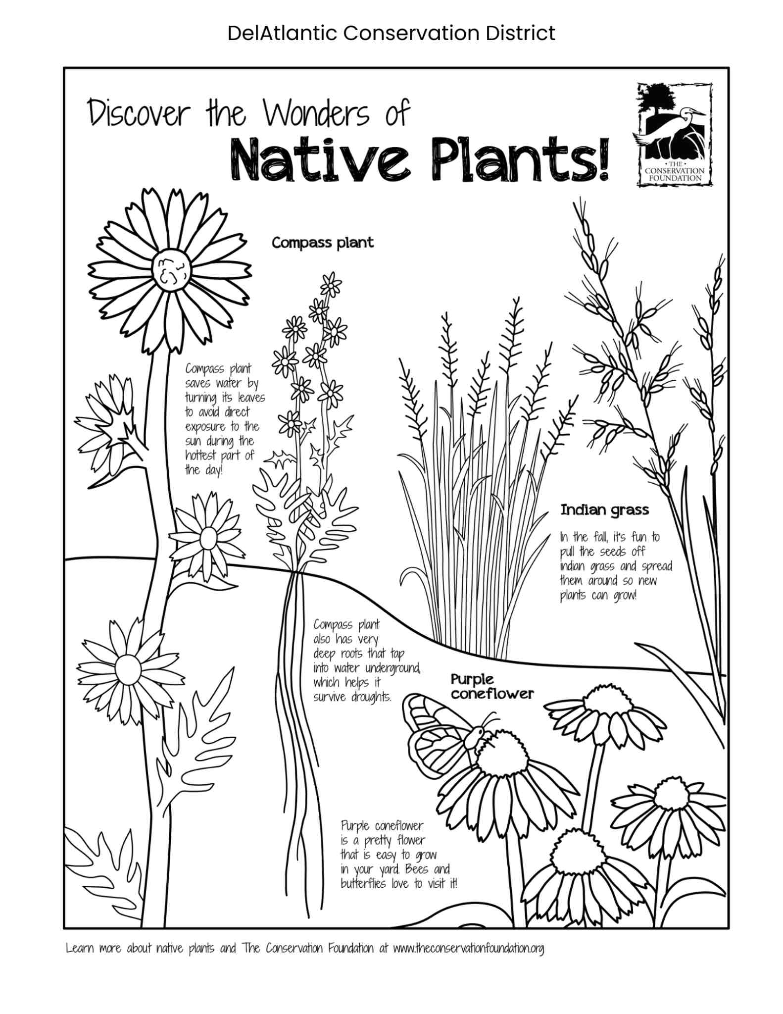 Native Plants Coloring Page