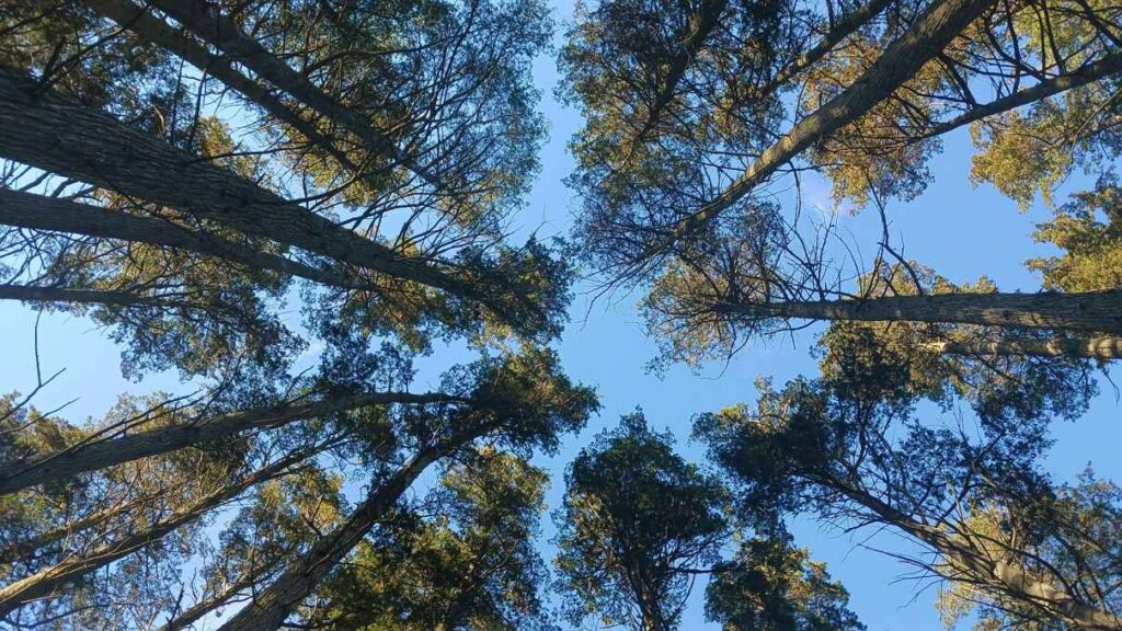white cedar trees from below in nj