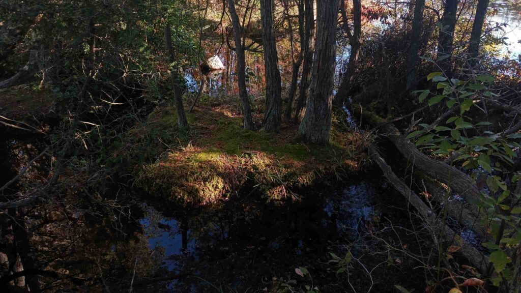 white cedar trees in nj